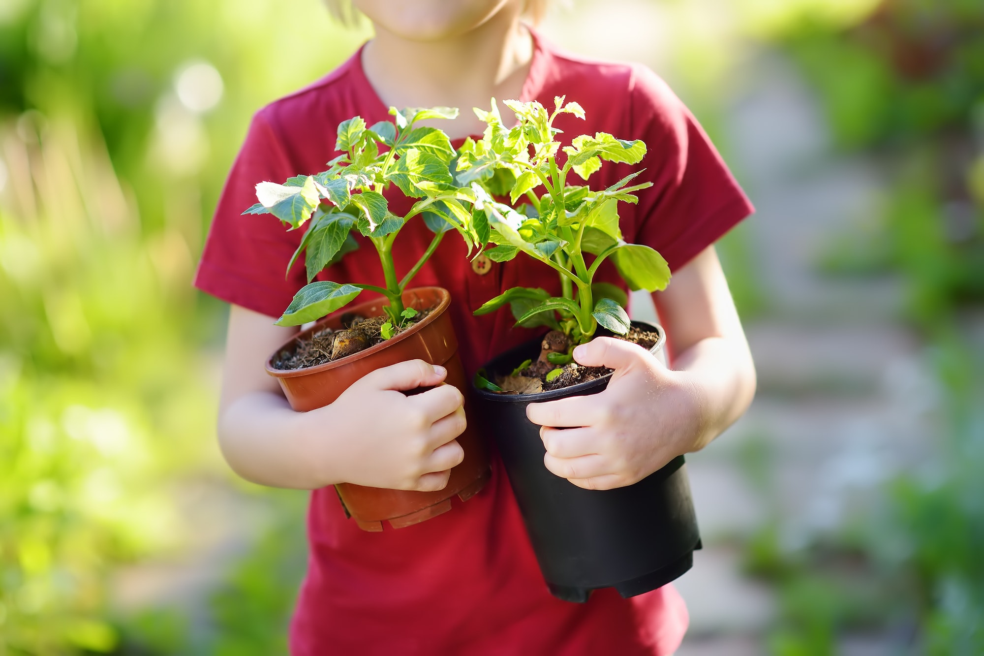 Edible Crops For Children