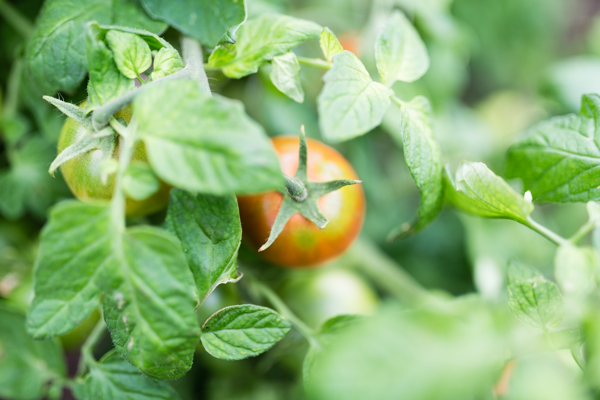 Preparing the Soil For Gardening