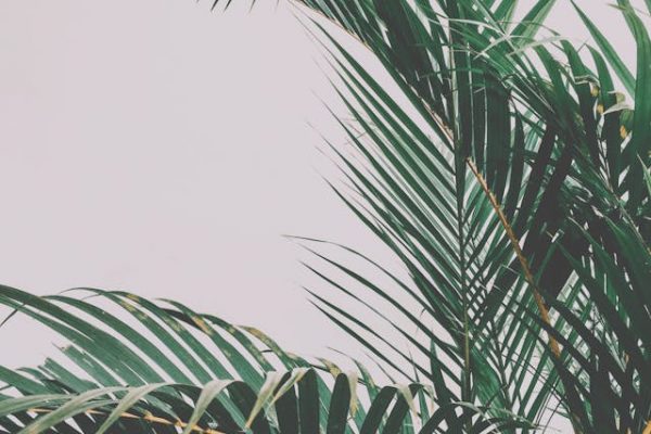 Outdoor Heating and Indoor Plants: Enhancing Comfort and Nature in Your Home